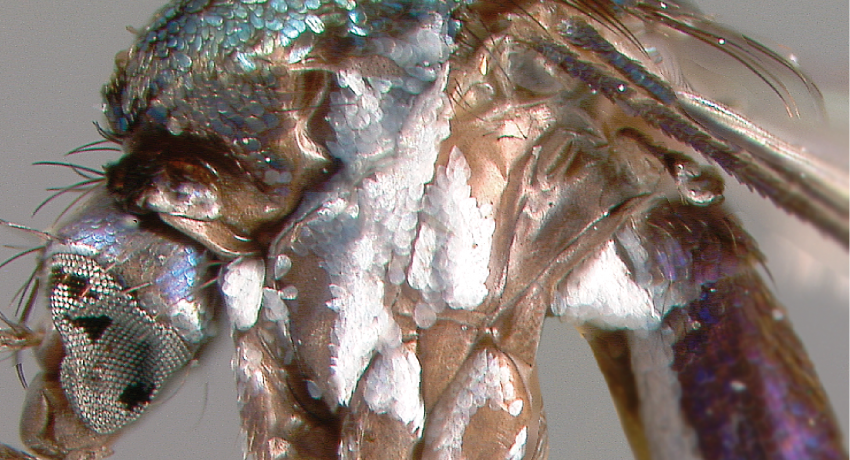 Thorax, Head (lateral)