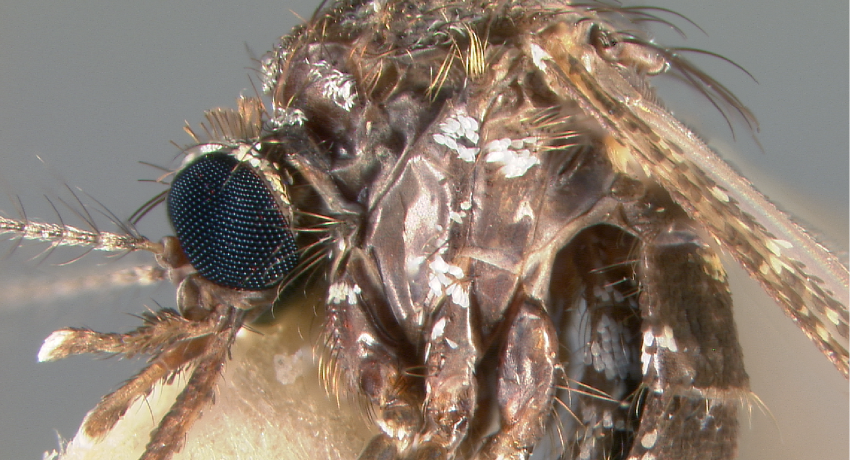 Thorax, Head (lateral)
